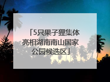 5只果子狸集体亮相湖南南山国家公园候选区